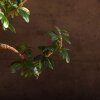Бонсай Кармона в овальной плошке 38 см фото 3 &mdash; Luxurybonsai.ru
