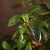 Бонсай Кармона в овальной плошке 38 см фото 4 &mdash; Luxurybonsai.ru
