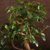 Бонсай Кармона в овальной плошке 38 см фото 5 &mdash; Luxurybonsai.ru