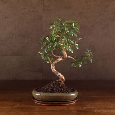 Бонсай Кармона в овальной плошке 38 см &mdash; Luxurybonsai.ru
