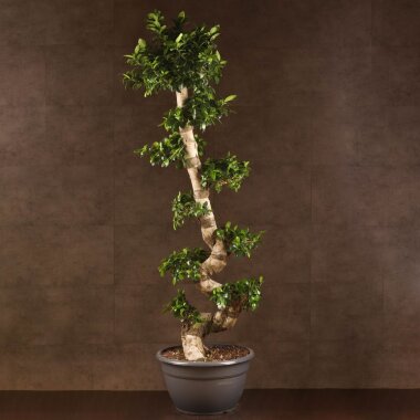 Бонсай Фикус Гинсенг Шея Дракона 200 см &mdash; Luxurybonsai.ru