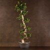 Бонсай Фикус Гинсенг Шея Дракона 200 см фото 1 &mdash; Luxurybonsai.ru