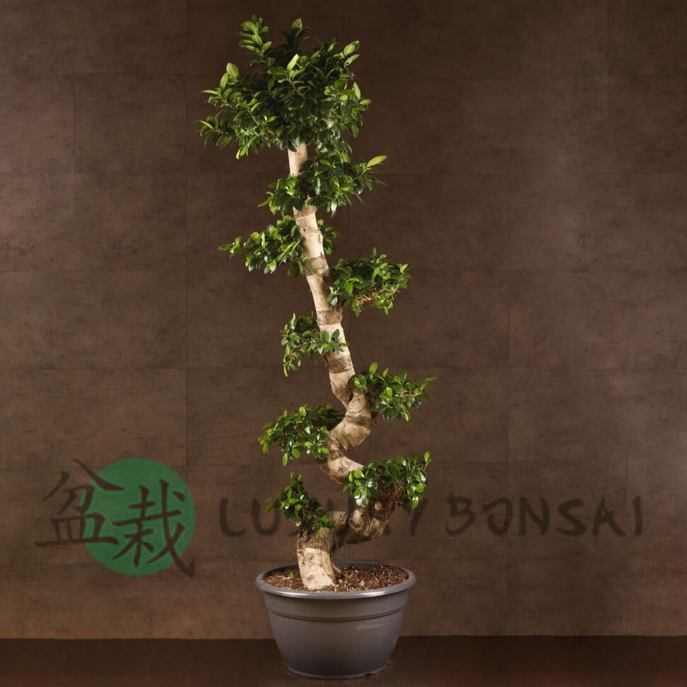 Бонсай Фикус Гинсенг Шея Дракона 200 см фото 1 &mdash; Luxurybonsai.ru
