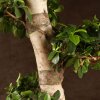 Бонсай Фикус Гинсенг Шея Дракона 200 см фото 2 &mdash; Luxurybonsai.ru