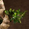 Бонсай Фикус Гинсенг Шея Дракона 200 см фото 3 &mdash; Luxurybonsai.ru