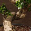Бонсай Фикус Гинсенг Шея Дракона 200 см фото 4 &mdash; Luxurybonsai.ru