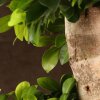 Бонсай Фикус Гинсенг Шея Дракона 200 см фото 5 &mdash; Luxurybonsai.ru