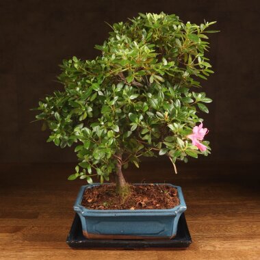 Бонсай Азалия 40 см &mdash; Luxurybonsai.ru