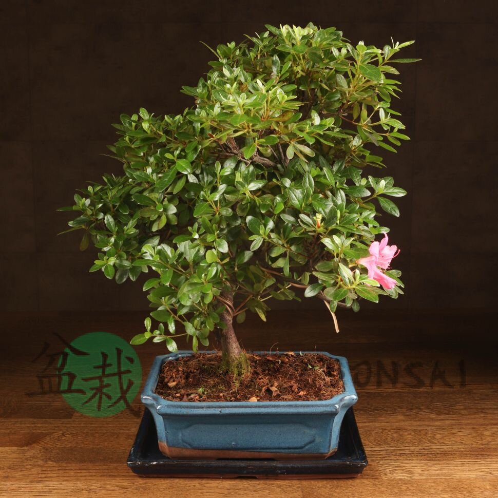 Бонсай Азалия 40 см фото 1 &mdash; Luxurybonsai.ru