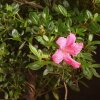 Бонсай Азалия 40 см фото 2 &mdash; Luxurybonsai.ru