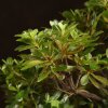 Бонсай Азалия 40 см фото 3 &mdash; Luxurybonsai.ru