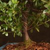 Бонсай Азалия 40 см фото 4 &mdash; Luxurybonsai.ru