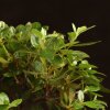Бонсай Азалия 40 см фото 5 &mdash; Luxurybonsai.ru