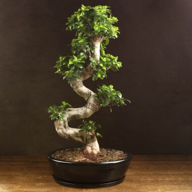 Бонсай Фикус в овальной керамике 100 см &mdash; Luxurybonsai.ru
